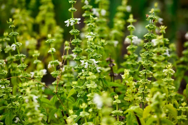 Thyme Basil Other Aromatic Plants Growing Greenhouse — Stock Photo, Image
