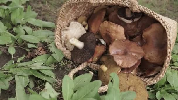 Basket Full Big Mushrooms Green Forest Ground — Stock Video