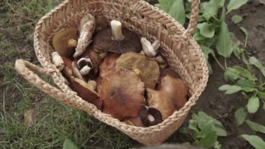 Yeşil orman zemininde büyük mantarlarla dolu bir sepet..