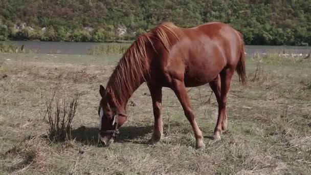 牧草地で草を食べる黒馬 — ストック動画