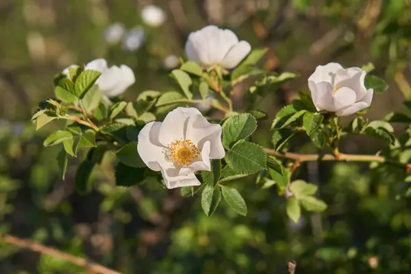 迷迭香花特写 软焦点 玫瑰在茶中酿制而成 — 图库照片