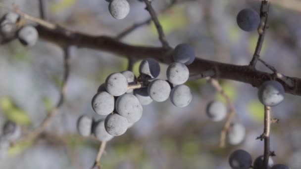 Delicadas Bayas Frescas Sloe Que Crecen Estado Silvestre Maduras Para — Vídeos de Stock