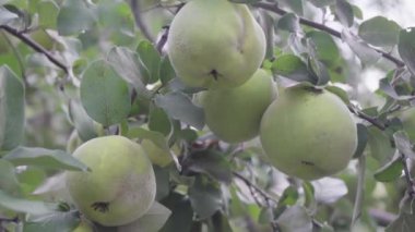 Olgun sarı ayva meyveleri ayva ağacında yetişir sonbahar bahçesinde yeşil yapraklarla..