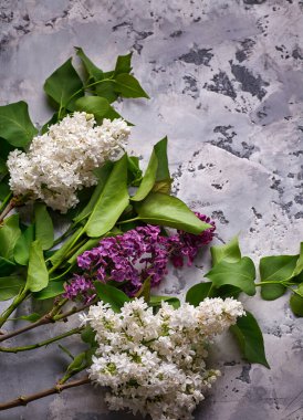 Gri Beton Arkaplanda Leylak Çiçeği Çerçevesi