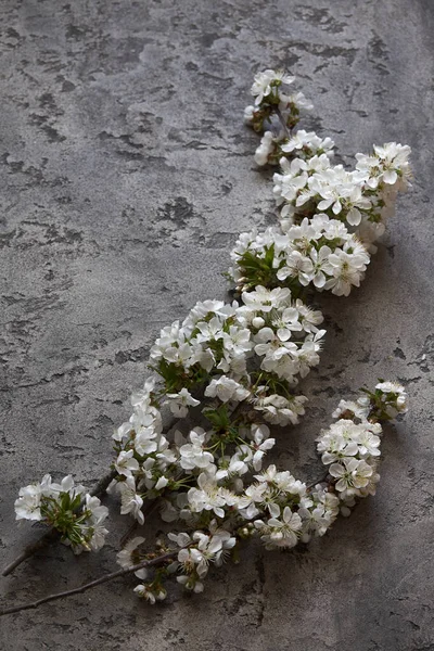 Jarní Květiny Větve Kvetoucí Třešně Šedé Vinobraní Horní Pohled — Stock fotografie