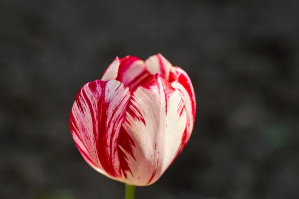 庭のカラフルなチューリップ 春の花 — ストック写真