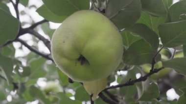 Olgun sarı ayva meyveleri ayva ağacında yetişir sonbahar bahçesinde yeşil yapraklarla..