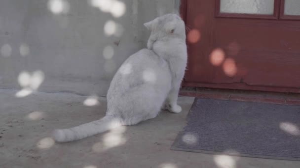 Кот просит зайти и ждет у двери, чтобы ее открыли.. — стоковое видео