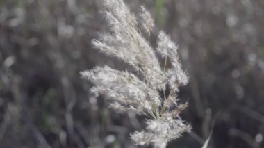 Rüzgardaki sazlıklar, yaklaşın.