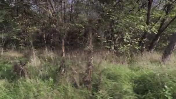 Прекрасний ранній автономний лісовий парк, камера рухається між деревами. Осіннє листя . — стокове відео