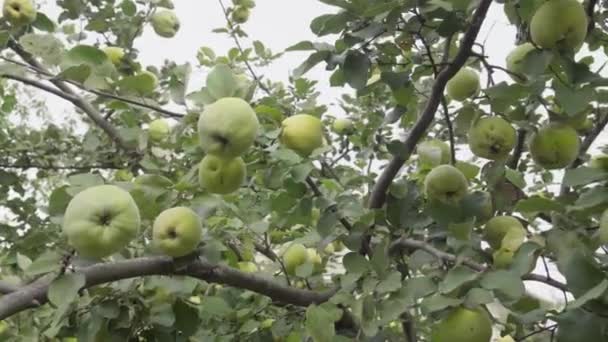 Reife gelbe Quittenfrüchte wachsen auf Quittenbaum mit grünem Laub im Herbstgarten. — Stockvideo