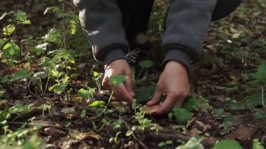 Beyaz kadın eli, taze orman mantarını bıçakla kesiyor.