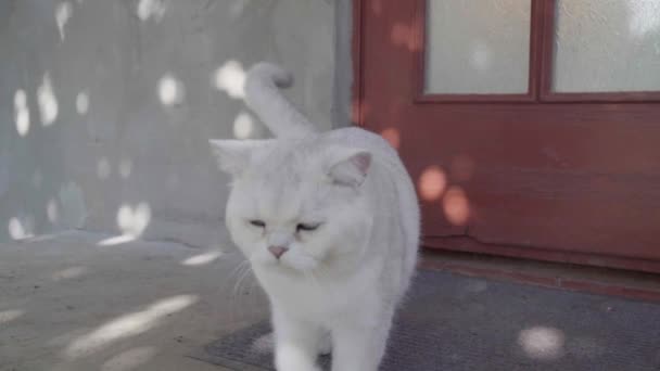 Gato Branco Lambendo Lábios Branco Gato Lambe Pata Luz Natural — Vídeo de Stock