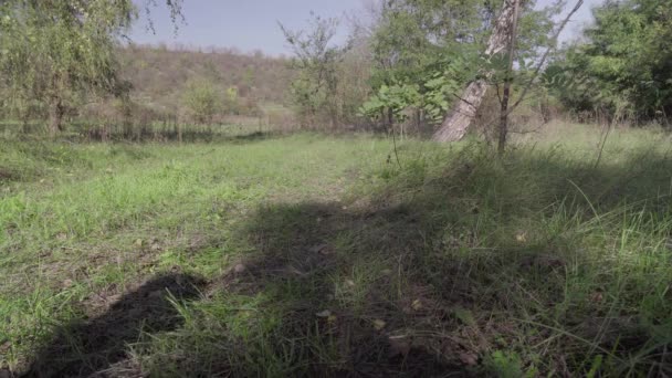 Felnőtt Férfi Kerékpárral Sétál Őszi Erdőben — Stock videók