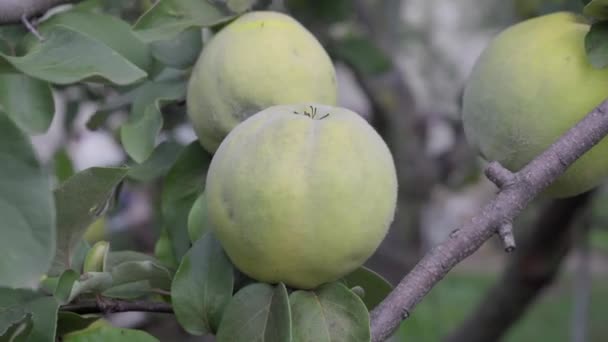 Frutos Marmelo Amarelo Maduro Cresce Árvore Marmelo Com Folhagem Verde — Vídeo de Stock