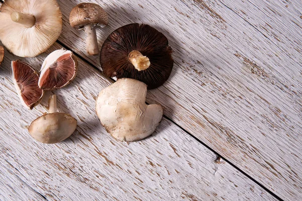 Wilde Voederpaddenstoelen Een Rustieke Witte Houten Plank — Stockfoto