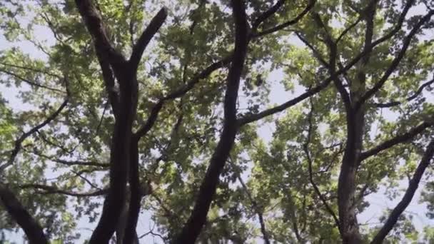 Bela Floresta Decídua Outono Cores Incríveis Outono Amarelo Laranja Contra — Vídeo de Stock