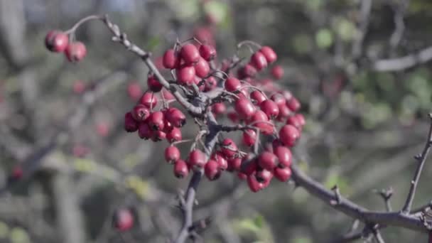 Close Red Hawthorn Berries Autumn Time — Stock Video