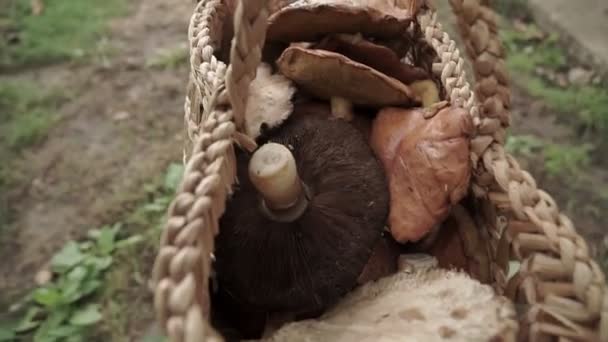 Close View Mushrooms Basket Mushroom Picker Walking Forest Searching Mushrooms — Stock Video