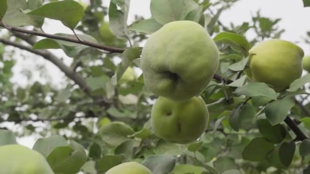 Dojrzałe Żółte Owoce Pigwy Rośnie Choince Zielonymi Liśćmi Jesiennym Ogrodzie — Wideo stockowe