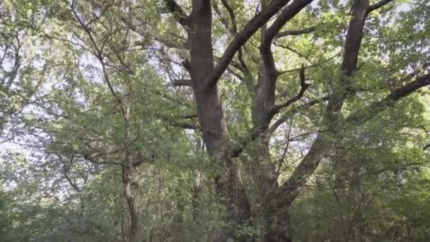 Bela Floresta Decídua Outono Cores Incríveis Outono Amarelo Laranja Contra — Vídeo de Stock