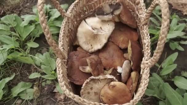 Basket Full Big Mushrooms Green Forest Ground — Stock Video