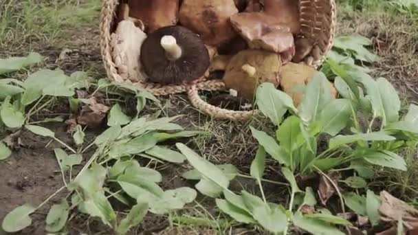 Basket Full Big Mushrooms Green Forest Ground — Stock Video