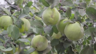 Olgun sarı ayva meyveleri ayva ağacında yetişir sonbahar bahçesinde yeşil yapraklarla..