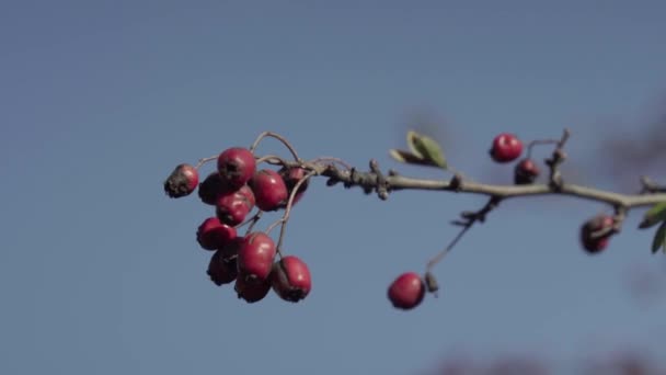 Nahaufnahme Von Roten Weißdornbeeren Zur Herbstzeit — Stockvideo