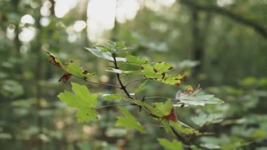Ormana karşı ağaç dallarında yeşil ve sarı yapraklar. Ormanda sonbaharın başlangıcı. Orman arkaplanı.