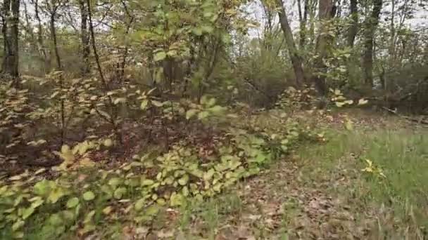 美しい初秋の森公園 カメラの木の間に移動します — ストック動画
