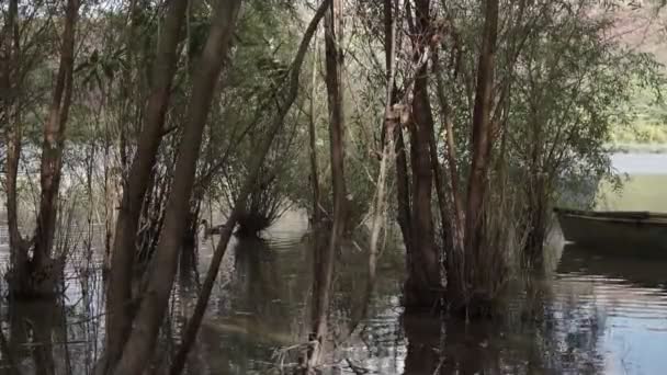 River Old Metal Remo Barco Pesca Ancored Entre Árvores Água — Vídeo de Stock
