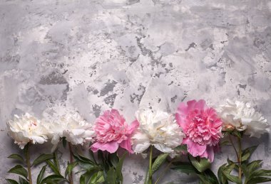 Çiçekler gri arka planda izole edilmiş. Metin için boşluk.