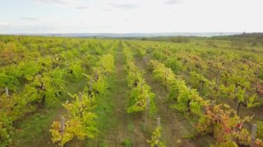 Sonbaharda üzüm bağının üzerinde havadan uçuş.