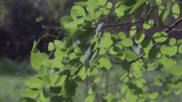 Foglie Verdi Gialle Sui Rami Degli Alberi Contro Foresta Inizio — Video Stock