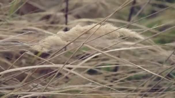 Yellow Dry Grass Sways Gusts Wind — Stock Video