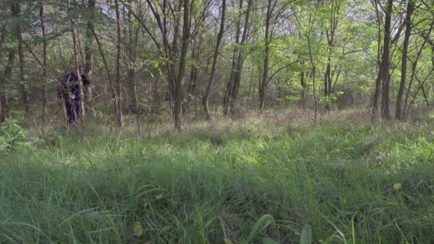 Vuxen Man Med Träpinne Handen Går Skogen Man Som Letar — Stockvideo