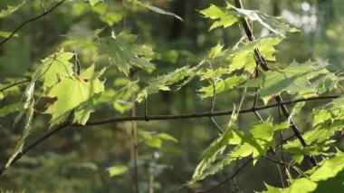 Ormana karşı ağaç dallarında yeşil ve sarı yapraklar. Ormanda sonbaharın başlangıcı. Orman arkaplanı.