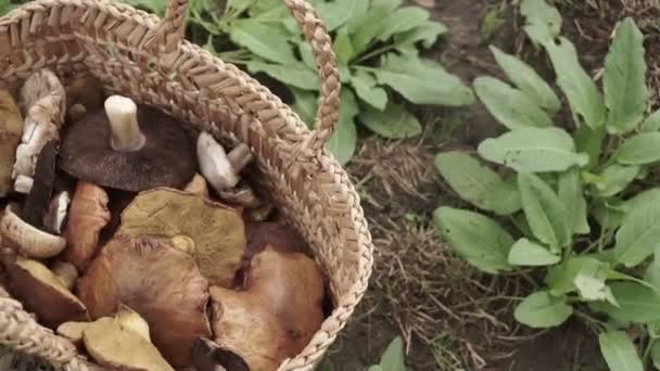 Basket Full Big Mushrooms Green Forest Ground — Stock Video