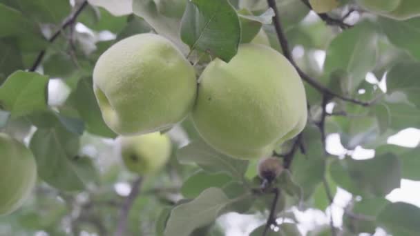Reife Gelbe Quittenfrüchte Wachsen Auf Quittenbaum Mit Grünem Laub Herbstgarten — Stockvideo
