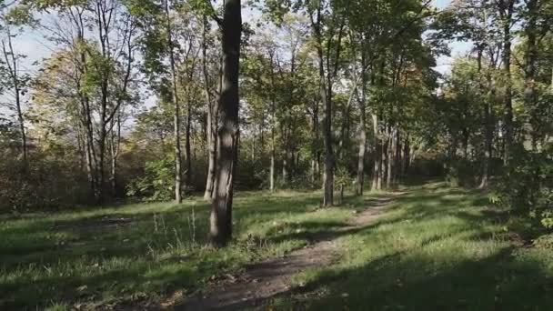 Piękny Wczesny Autumnin Parku Leśnego Aparat Porusza Się Między Drzewami — Wideo stockowe