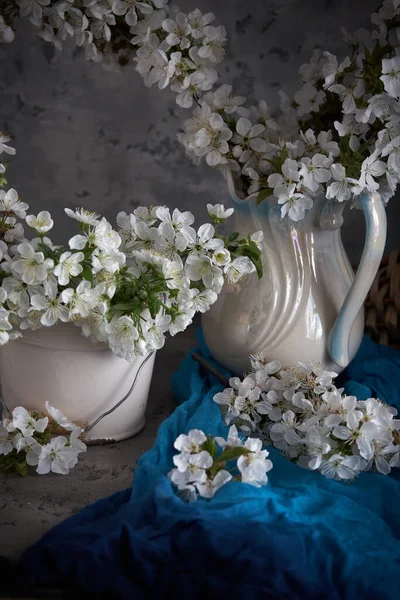 Cherry Blossoms White Vase Gray Background Springtime Still Life — Stock Photo, Image
