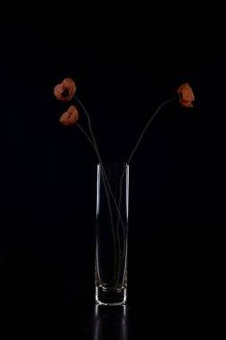 Siyah arka planda cam gelincikleriyle Hayat