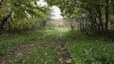 Kadın mantar aramak için ormanda yürüyor. Sonbahar yaprakları.