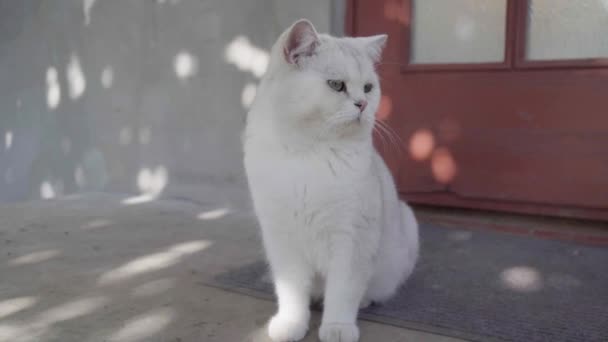 Katten Låg Framför Dörren Till Huset — Stockvideo