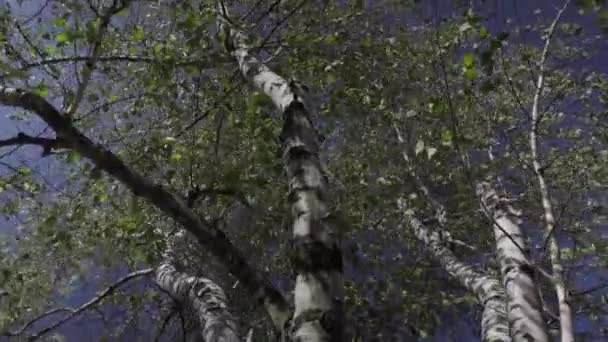 Herfst Kleurrijke Berken Zwaaien Wind Tegen Een Licht Blauwe Lucht — Stockvideo