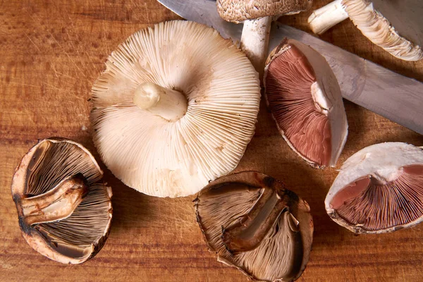 Wild foraged mushrooms and knife on a wooden cutting board