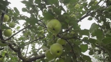 Olgun sarı ayva meyveleri ayva ağacında yetişir sonbahar bahçesinde yeşil yapraklarla..