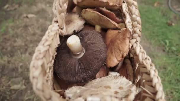 Close View Mushrooms Basket Mushroom Picker Walking Forest Searching Mushrooms — Stock Video