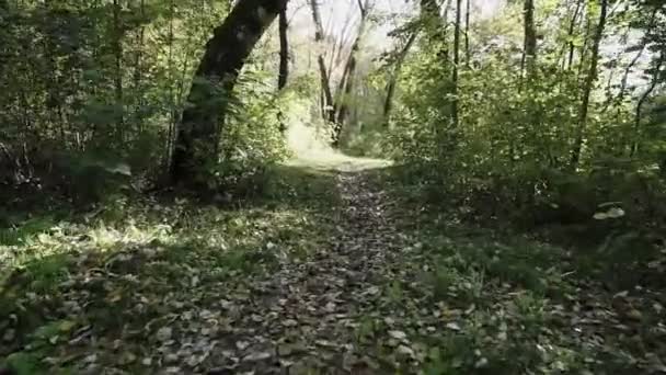 Bellissimo Inizio Autunnonel Parco Forestale Fotocamera Muove Tra Gli Alberi — Video Stock